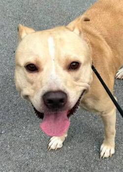 CABLE -  Pit Bull Terrier Dog for Adoption in Elizabethton, Tennessee - CABLE | PetCurious