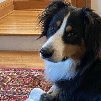 Australian Shepherd Dogs Available for Adoption - Ranger | PetCurious
