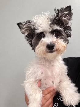 Snoopy - Release date 10/19/2026 -  Yorkshire Terrier and Poodle Dog for Adoption in Oswego, South Carolina - Snoopy - Release Date 10/19/2026 | PetCurious