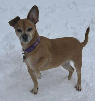 Pug and Dachshund Dogs Available for Adoption in Boonton, New Jersey - Lily Nason | PetCurious