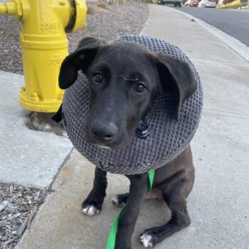 April -  Shepherd and Mixed Breed Dog for Adoption in San Diego, California - April | PetCurious