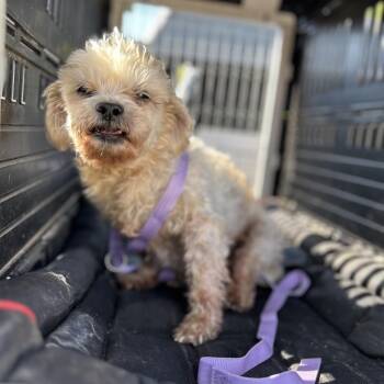 Mixed Breed Dogs Available for Adoption in Pauls Valley, Oklahoma - Grackle | PetCurious