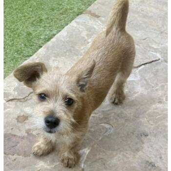 DENNNIS -  Terrier Dog for Adoption in Houston, Texas - DENNNIS | PetCurious