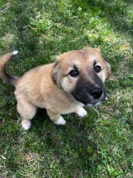 Shepherd and Mixed Breed Dogs Available for Adoption in Spruce Pine, North Carolina - Katness | PetCurious