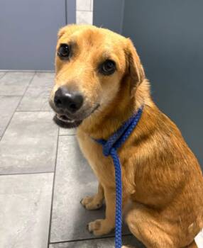 Goldie -  Golden Retriever and Chihuahua Dog for Adoption in Boston, Massachusetts - Goldie | PetCurious