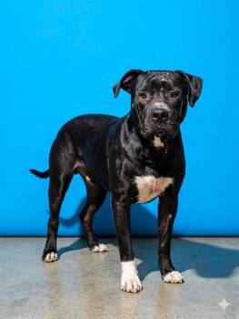 Mixed Breed Dogs Available for Adoption - OUTKAST | PetCurious