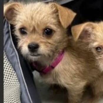 Bibbity Available 10/23 -  Terrier Dog for Adoption in Loves Park, Illinois - Bibbity Available 10/23 | PetCurious