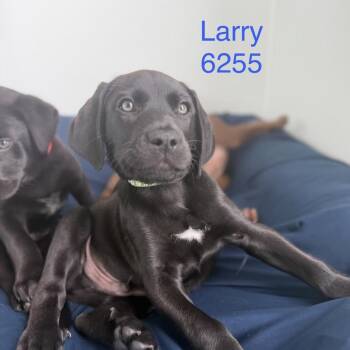 Labrador Retriever Dogs Available for Adoption in Tacoma, Washington - Larry | PetCurious