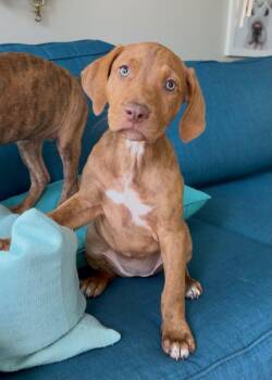 Rizzo -  Pit Bull Terrier and Labrador Retriever Dog for Adoption in Sunrise, Florida - Rizzo | PetCurious