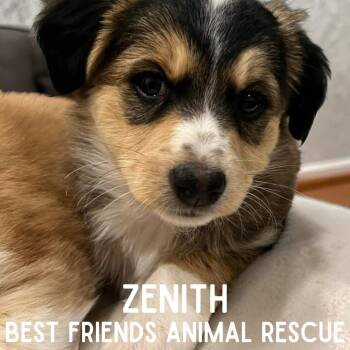 Beagle Dogs Available for Adoption - Zenith | PetCurious