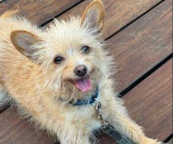 Chihuahua Dogs Available for Adoption in Palo Alto, California - KIKI | PetCurious