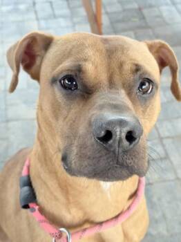 Simba -  Pit Bull Terrier and Mixed Breed Dog for Adoption in Atlanta, Georgia - Simba | PetCurious