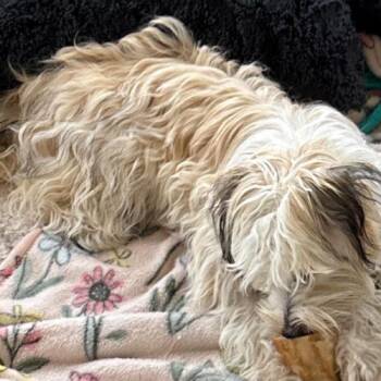 Mazey (#411) -  Chinese Crested Dog and Terrier Dog for Adoption in Twin Lakes, Wisconsin - Mazey (#411) | PetCurious