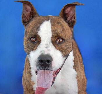 BRASS -  Pit Bull Terrier Dog for Adoption in Pasadena, California - BRASS | PetCurious