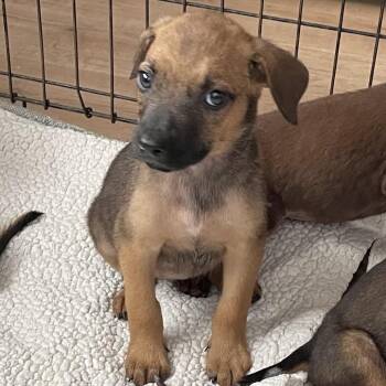 Fresca -  Black Mouth Cur Dog for Adoption in Livingston, Texas - Fresca | PetCurious