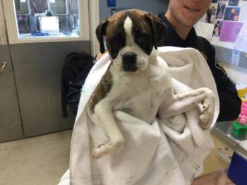 Pug and Boxer Dogs Available for Adoption - BLOSSUM | PetCurious