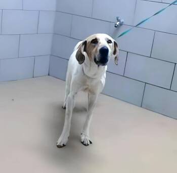 Rescue Mixed Breed Dogs for Adoption in Nashville, Tennessee - Wheatley | PetCurious