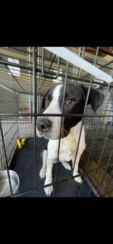 Rescue Labrador Retriever and Pit Bull Terrier Dogs for Adoption in Mobile, Alabama - Zero | PetCurious