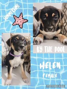 Hound Dogs Available for Adoption in Manchester, Connecticut - Helen | PetCurious