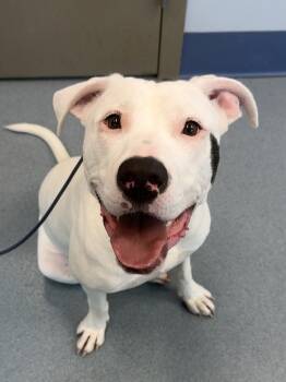 Valentina -  Pit Bull Terrier Dog for Adoption in Greenlawn, New York - Valentina | PetCurious