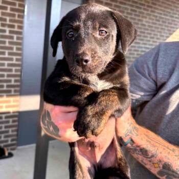 Burt -  Mixed Breed Dog for Adoption in Clarksville, Tennessee - Burt | PetCurious