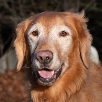 Rescue Golden Retriever Dogs for Adoption in New Canaan, Connecticut - Ace | PetCurious