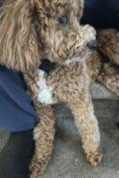 Poodle and English Cocker Spaniel Dogs Available for Adoption in West Chester, Pennsylvania - Taco | PetCurious