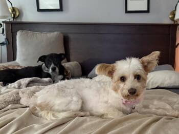 Mila Grace -  Silky Terrier Dog for Adoption in Milton, Georgia - Mila Grace | PetCurious