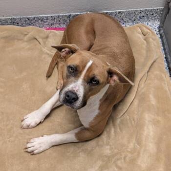 Pumpkin -  Mixed Breed Dog for Adoption in Greenville, South Carolina - Pumpkin | PetCurious