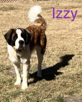 Rescue Saint Bernard Dogs for Adoption in Plano, Texas - Izzy | PetCurious