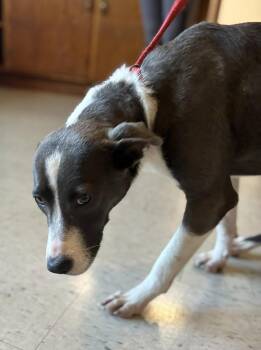 Salem -  Terrier Dog for Adoption in Raleigh, North Carolina - Salem | PetCurious