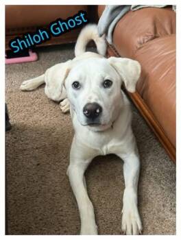 Shiloh Ghost -  Labrador Retriever Dog for Adoption in Milton, Georgia - Shiloh Ghost | PetCurious