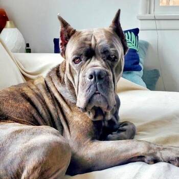Mavis -  Mastiff and Cane Corso Dog for Adoption in Riverside, California - Mavis | PetCurious