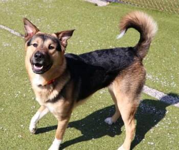 Mixed Breed Dogs Available for Adoption - El Gato | PetCurious