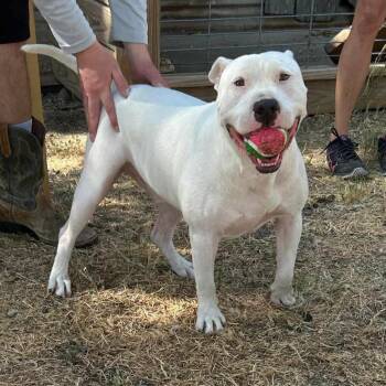 Staffordshire Bull Terrier and Terrier Dogs Available for Adoption in Seguin, Texas - Max Cooper | PetCurious