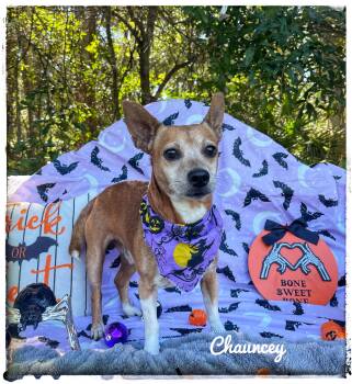 Chauncey -  Chiweenie Dog for Adoption in Sebring, Florida - Chauncey | PetCurious