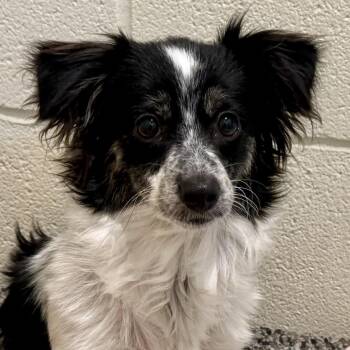 Paisley-sweet shy girl -  Terrier Dog for Adoption in Hondo, Texas - Paisley-sweet Shy Girl | PetCurious