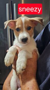 Sneezy -  Cattle Dog Dog for Adoption in Fort Worth, Texas - Sneezy | PetCurious