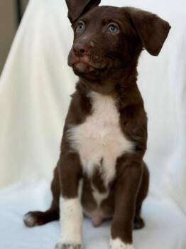 Mixed Breed Dogs Available for Adoption in Vancouver, Washington - Dan | PetCurious