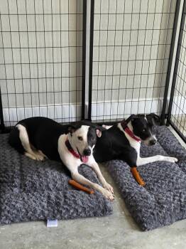 Matrix and Astor - Bonded Pair -  American Staffordshire Terrier Dog for Adoption in Mico, Texas - Matrix And Astor - Bonded Pair | PetCurious