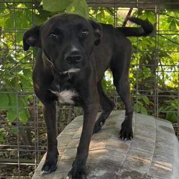 Daphne -  Black Labrador Retriever and German Shepherd Dog Dog for Adoption in Pittsburg, Kansas - Daphne | PetCurious