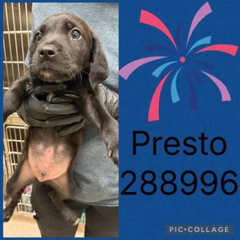 PRESTO -  Mixed Breed Dog for Adoption in Macon, Georgia - PRESTO | PetCurious