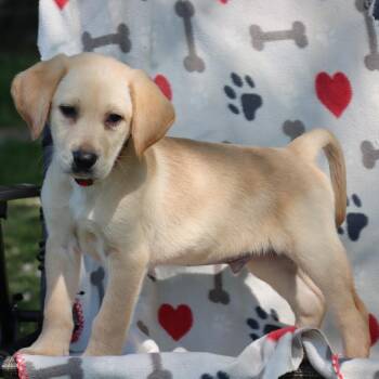 Yellow Labrador Retriever Dogs Available for Adoption in Brownsboro, Alabama - Toebean | PetCurious