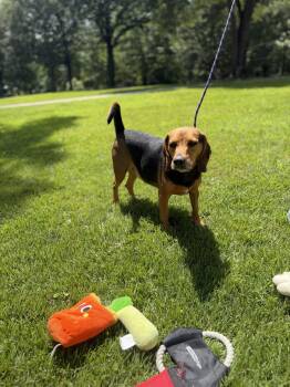 Ace -  Beagle Dog for Adoption in Locust Fork, Alabama - Ace | PetCurious