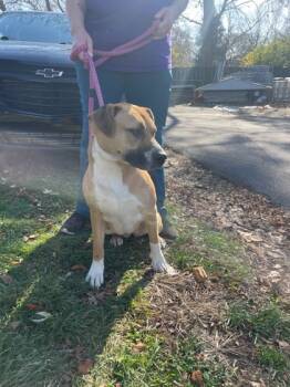 Rescue Pit Bull Terrier and Mixed Breed Dogs for Adoption in Anderson, Indiana - Zara | PetCurious