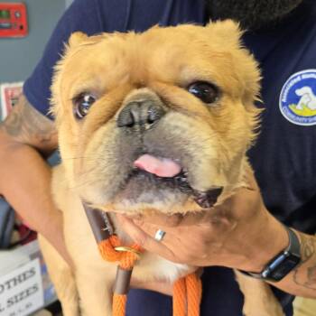 Buddy -  French Bulldog Dog for Adoption in Newark, New Jersey - Buddy | PetCurious