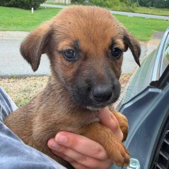 Rhett Butler -  German Shepherd Dog and Mixed Breed Dog for Adoption in Austell, Georgia - Rhett Butler | PetCurious