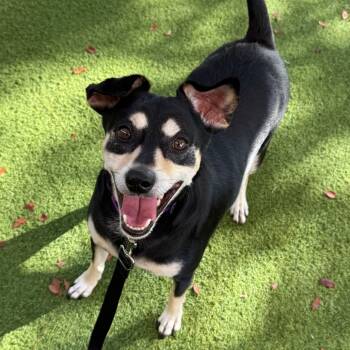 Rescue Mixed Breed Dogs for Adoption in Loxahatchee Groves, Florida - Lando 9489 | PetCurious