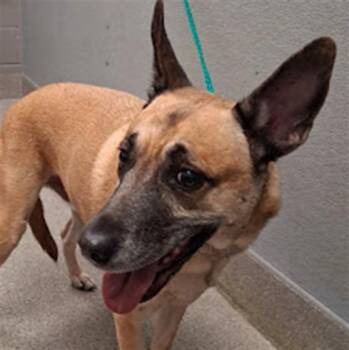 RUEGAR -  Belgian Shepherd Malinois and Mixed Breed Dog for Adoption in Las Vegas, Nevada - RUEGAR | PetCurious