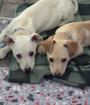 Mixed Breed Dogs Available for Adoption - Romeo (26-028 D) | PetCurious